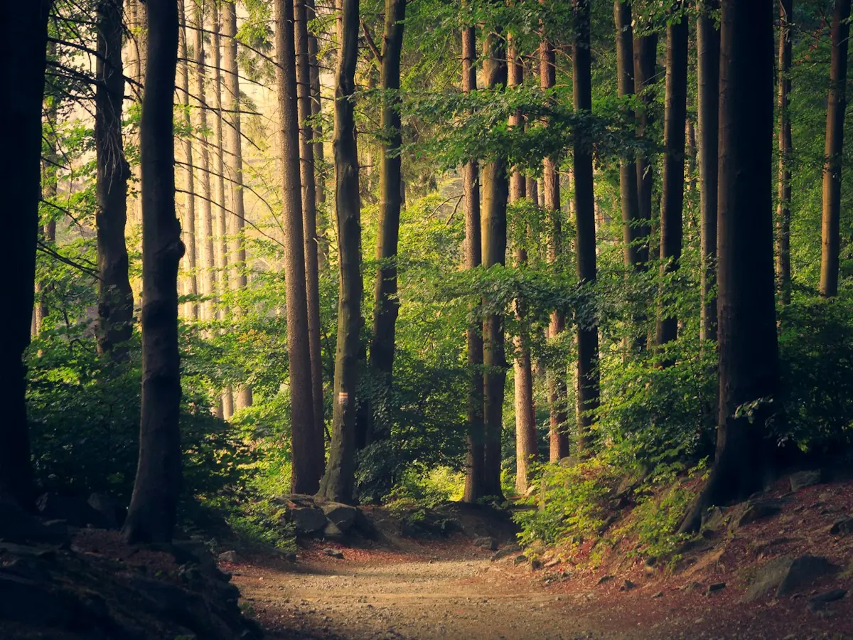 Forêt apaisante, contact NatiPsy à Rouen
